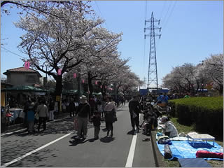 松戸六実桜祭り