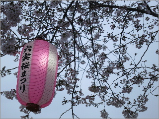 松戸六実桜祭り